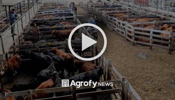 Liniers: la demanda mantuvo el interés por la vaca