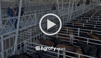 Cañuelas: las vacas operaron con subas de hasta 10 pesos