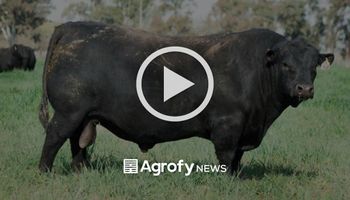 Una cabaña pagó uno de los precios más altos del país por un toro Angus