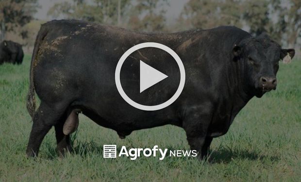 Una cabaña pagó uno de los precios más altos del país por un toro Angus