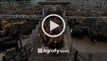 Liniers: la vaca llegó a $60 luego de superar los $100 antes del cierre de exportaciones