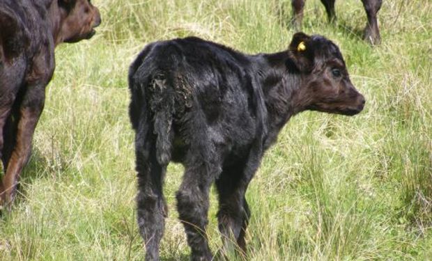 Desarrollan cápsulas naturales beneficiosas para los terneros