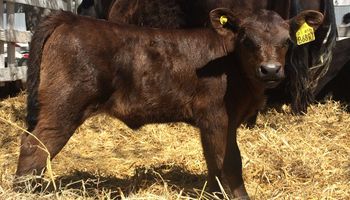 Logran un avance clave en la edición génica de bovinos