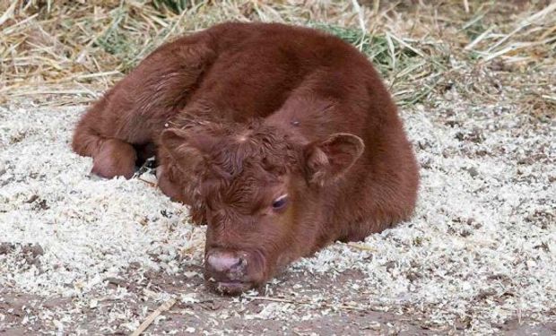 Mascherano, el primer ternero de la Expo Rural