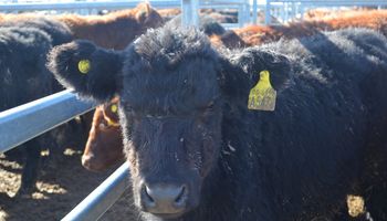 Brasil suma mercados para exportar ganado en pie