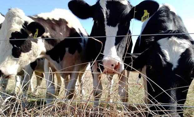 Lechería: escribir los procesos de los tambos es una forma de mejorar la producción