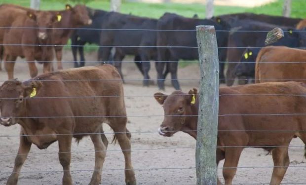 ¿Año bisagra para la ganadería? Más del 78 % de los terneros vuelve al campo este otoño