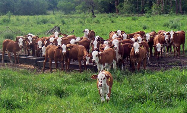 Cae la oferta de terneros, mientras que los campos recuperan receptividad: qué pasará con los precios