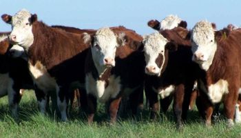 Tecnología de procesos: más terneros para la ganadería argentina