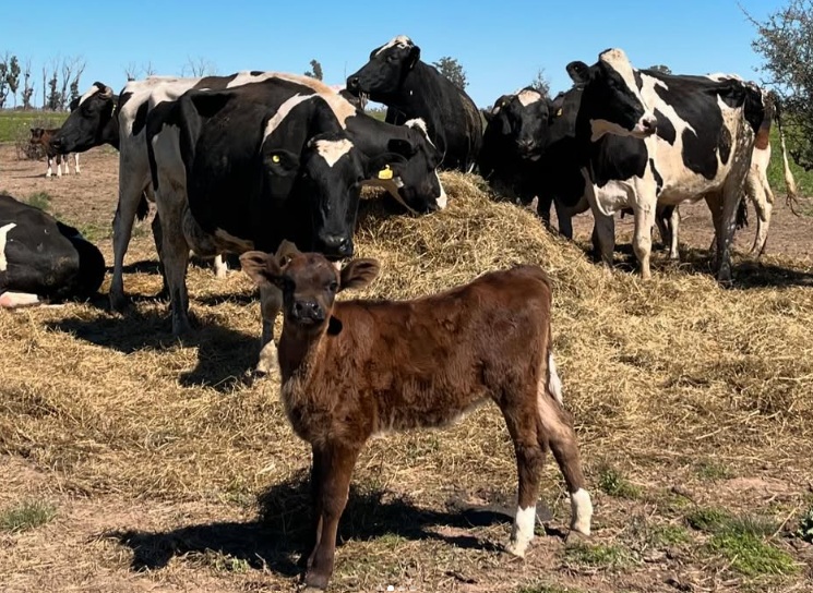 noticiaspuertosantacruz.com.ar - Imagen extraida de: https://news.agrofy.com.ar/noticia/212014/cambiaron-forma-producir-y-aseguran-que-terneros-tienen-cara-felicidad