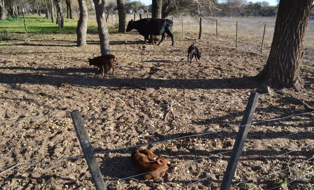 Los terneros trillizos de Victorica.