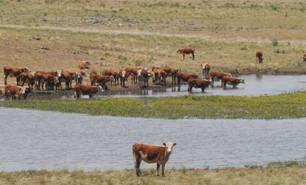 La gran abundancia de pasto en los campos ayudó al ganado. Foto: Diario El País.