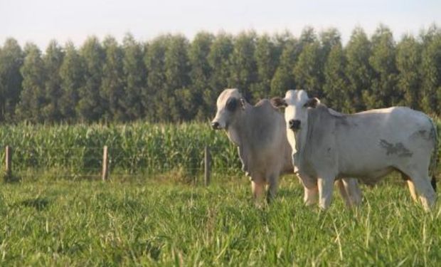 Matopiba e Rondônia lideram alta e preço das terras agrícolas dispara no Brasil