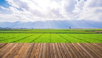 Chuva em fevereiro: como o agro será impactado?