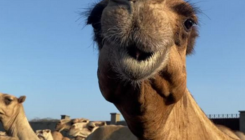 O que as camelas ensinam à pecuária de leite?