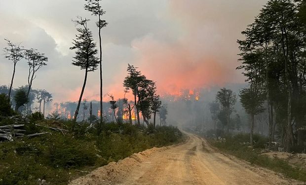 Los incendios en Tierra del Fuego ya consumieron 10.000 hectáreas de bosques nativos: “El fuego está incontrolable”
