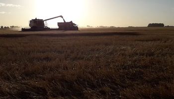 Rendimientos variables: avanzó en Santa Fe la cosecha del trigo y la siembra de la soja