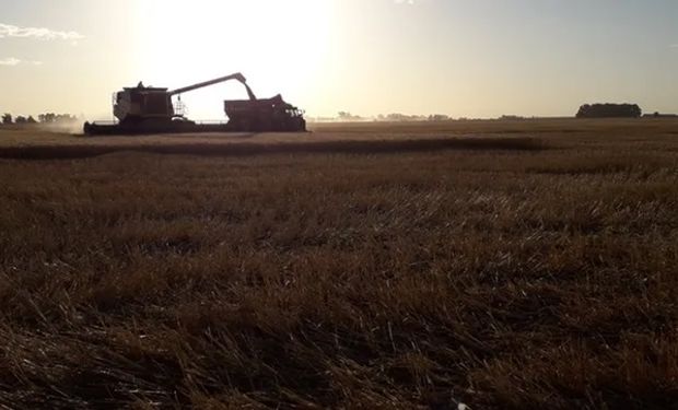 Rendimientos variables: avanzó en Santa Fe la cosecha del trigo y la siembra de la soja