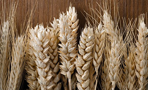 Mínimo de un mes para el trigo en Chicago: leves bajas para los precios de la campaña 2020/21