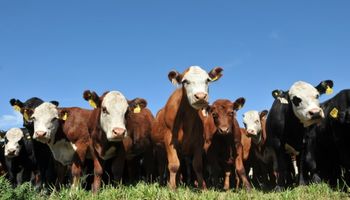 Precio de la carne: la hacienda para faena cede ante un leve repunte de la oferta
