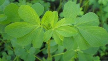 Alfalfa: obtienen dos nuevas variedades con gran potencial