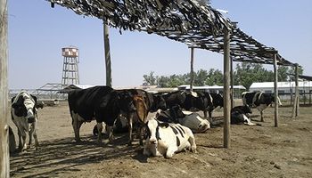 Estrés calórico: alternativas para reducir el impacto en el ganado