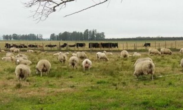 Esta temática se abordó en el IV Taller de Producción Ovina, un encuentro satélite del 41.º Congreso de la Asociación Argentina de Producción Animal (AAPA).