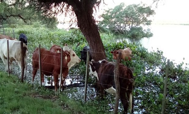 El exceso hídrico trae aparejado la escasez de alimentos.