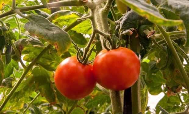 Diagnóstico Express es una aplicación que permite reconocer rápidamente las principales enfermedades que afectan al tomate y al pimiento en la región.