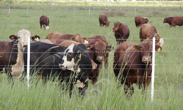 El grupo, conformado por nueve productores ganaderos de isla, se acercó al INTA con el objetivo de hacer más eficiente su actividad.