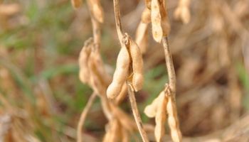  Herramientas que potencian el cultivo de soja: reduciendo el riesgo y aumentado el margen