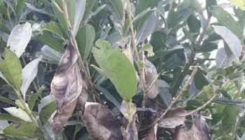 Misiones: detectan hongo que afecta a la yerba mate