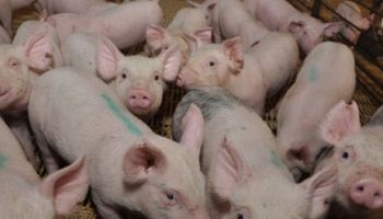 Porcinos: el AMBA aporta casi el total de lo consumido en la zona