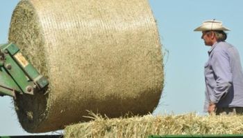 Heno de alfalfa: una oportunidad de negocio para la Argentina