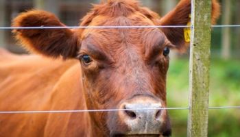 Fiebre aftosa: el riesgo sigue vivo para la ganadería mundial