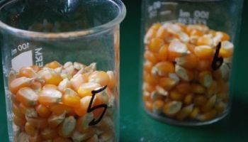 ADN del maíz: estudian cómo diseñar semillas multirresistentes