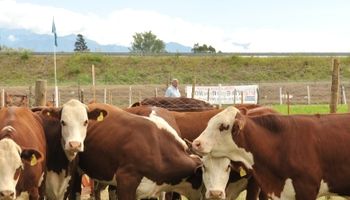 Aumentó la oferta de vacunos
