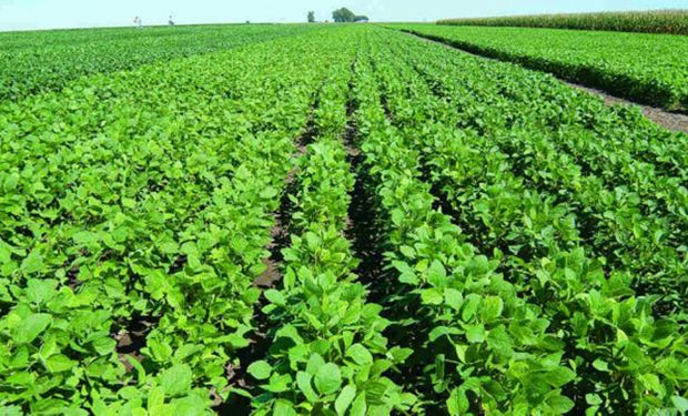 Licitan otras 1500 hectáreas de tierras de FF.AA.