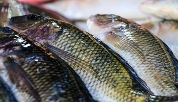 Acordo Mercosul-UE abre novas portas para tilápia e peixes brasileiros na Europa