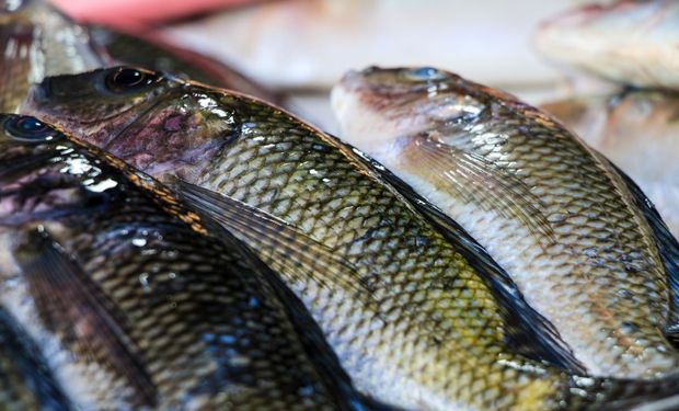 Acordo Mercosul-UE abre novas portas para tilápia e peixes brasileiros na Europa