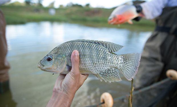 Tilápia é principal espécie exportada pela piscicultura nacional. (Foto: CNA Brasil)