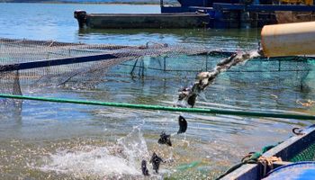 Minas Gerais suspende benefício de ICMS e encarece tilápia importada