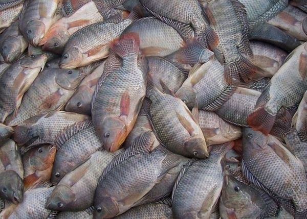 tilapia22