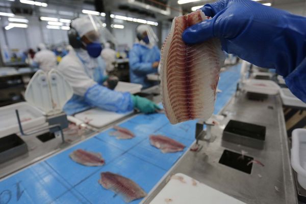 tilapia_exportacao_PR_producao