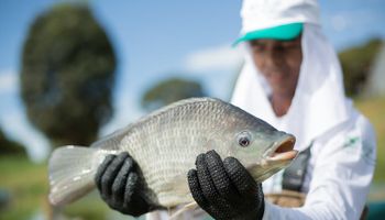Brasil tem (quase) tudo para liderar a produção global de peixes cultivados