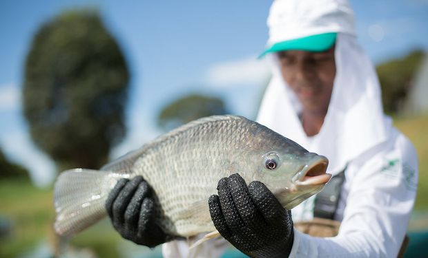 Brasil tem (quase) tudo para liderar a produção global de peixes cultivados