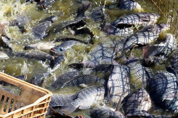 parana_tilapia
