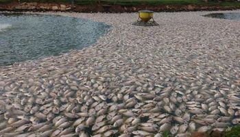 Quedas de energia no Paraná matam 1,1 milhão de tilápias e 20 mil frangos e causam prejuízo milionário