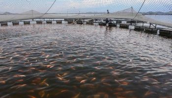 São Paulo adota medidas sanitárias para barrar vírus letal na tilapicultura