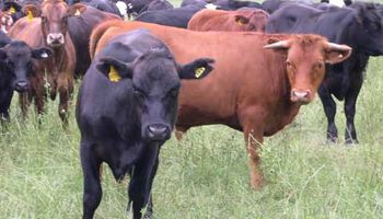 Importancia de la prevención del timpanismo en el ganado